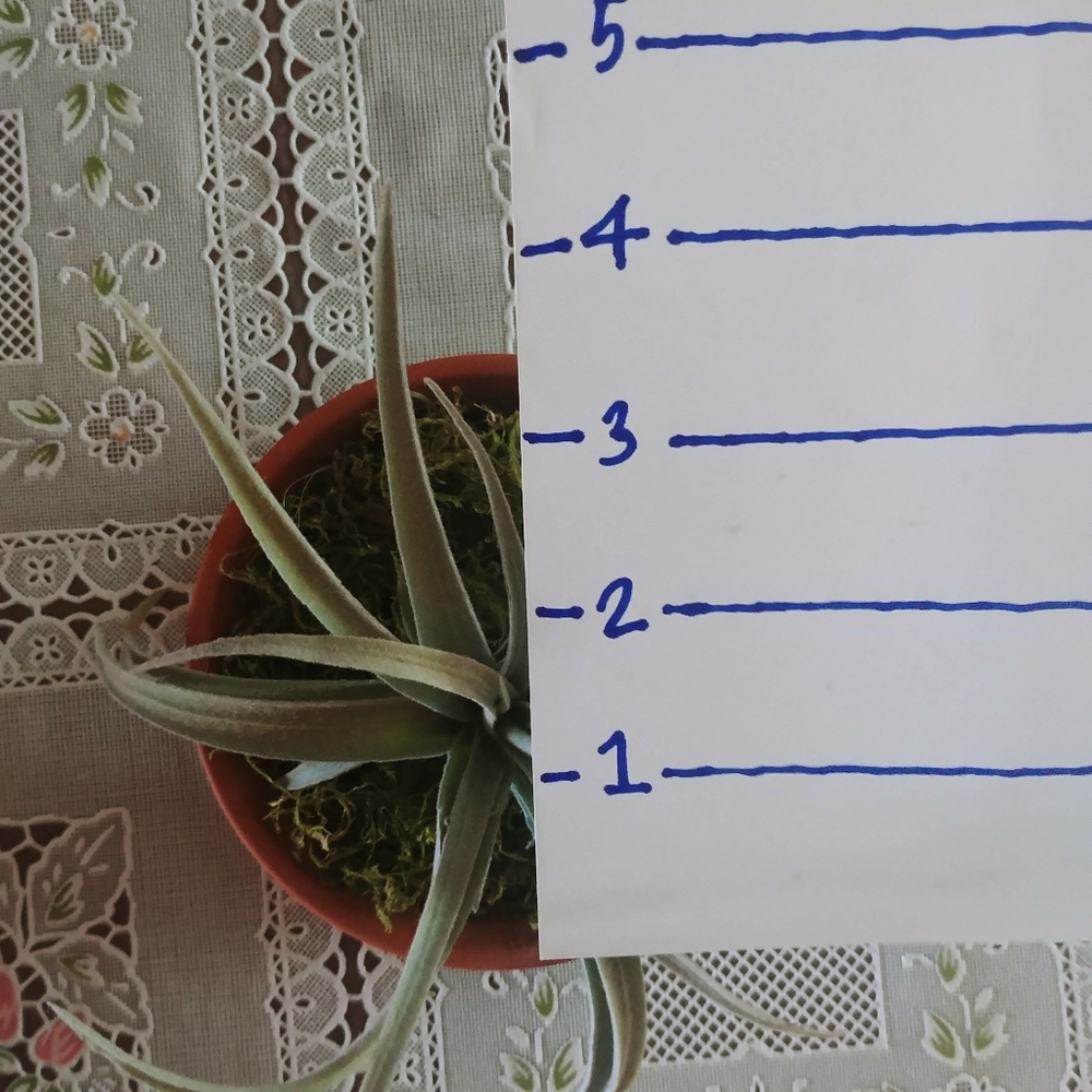 Small Terracotta Potted Moss Succulents - Picture 3 of 5